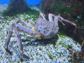 Фото Камчатский краб