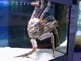 Фото Камчатский краб