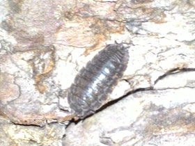 Фото Обыкновенная мокрица