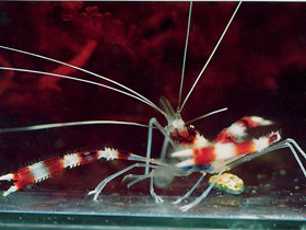 Фото Поясковая креветка-боксер