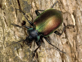 Смотреть фото Красотел пахучий Фото Красотел пахучий