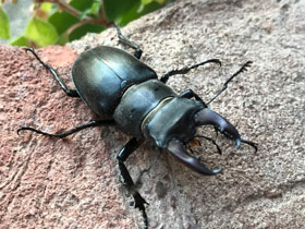 Смотреть фото Жук-олень Фото Жук-олень