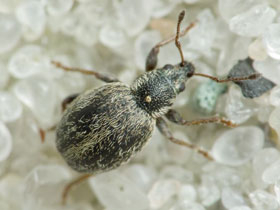 Смотреть фото Бородавчатый омиас Фото Бородавчатый омиас