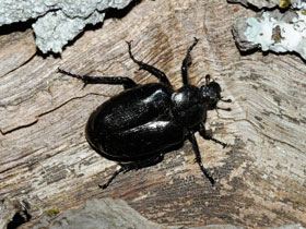 Фото Отшельник обыкновенный