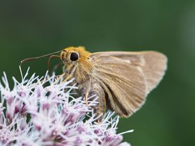 Смотреть фото Орлиная бибазис Фото Орлиная бибазис