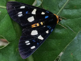 Фото Схожая мимевземия