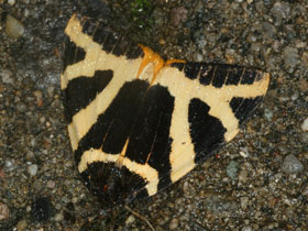 Смотреть фото Непохожая волнянка Фото Непохожая волнянка