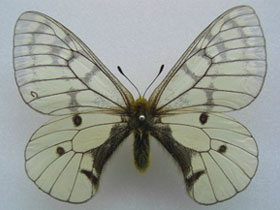 Смотреть фото Аполлон Фельдера Фото Аполлон Фельдера