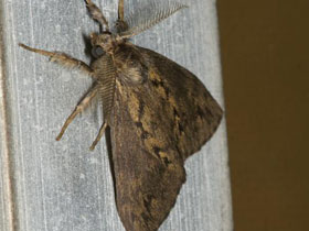 Смотреть фото Волнянка мрачная Фото Волнянка мрачная