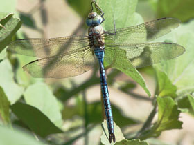 Смотреть фото Дозорщик-император Фото Дозорщик-император