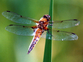 Четырёхпятнистая стрекоза Четырёхпятнистая стрекоза
