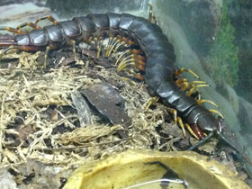 Смотреть фото Настоящие сколопендры Фото Настоящие сколопендры