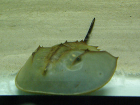 Смотреть фото Мечехвосты Фото Мечехвосты