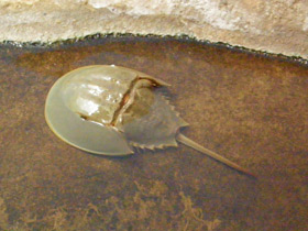 Смотреть фото Мечехвосты Фото Мечехвосты