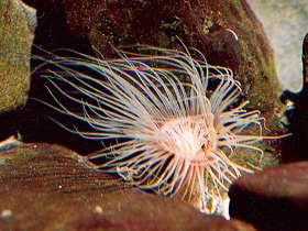 Фото Цериантарии