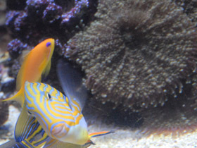 Смотреть фото Родактис Фото Родактис