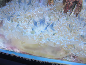 Смотреть фото Мангровая сидячая медуза Фото Мангровая сидячая медуза