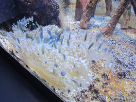 Смотреть фото Мангровая сидячая медуза Фото Мангровая сидячая медуза