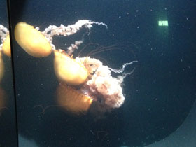 Смотреть фото Тихоокеанская морская крапива Фото Тихоокеанская морская крапива