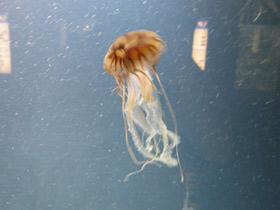 Фото Компасная медуза