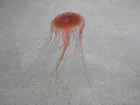 Фото Компасная медуза