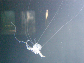 Фото Медуза амакуза