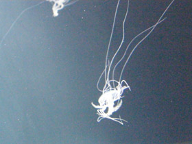 Фото Медуза амакуза