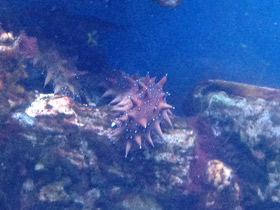 Фото Дальневосточный трепанг