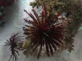 Фото Морские лилии