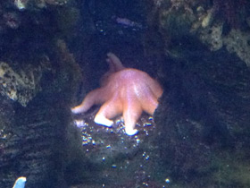 Смотреть фото Мохнатый солнечник Фото Мохнатый солнечник