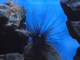 Фото Длинноиглая диадема