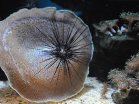 Фото Длинноиглая диадема