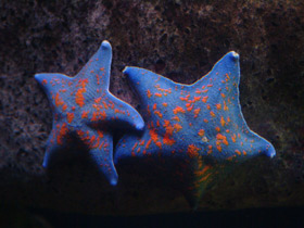 Фото Гребешковая патирия