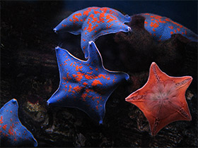 Фото Гребешковая патирия