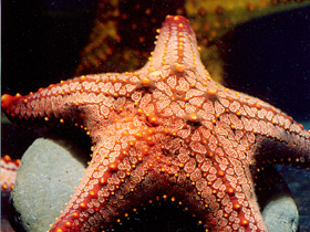 Фото Пятнистая морская звезда