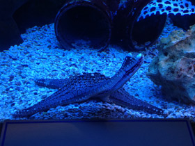 Пентацерастеры