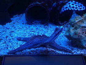 Пентацерастеры