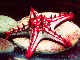 Красношипый протореастер Красношипый протореастер