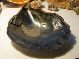 Фото Пинновые