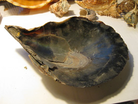 Фото Пинновые