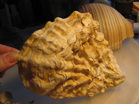 Смотреть фото Устрицы Фото Устрицы