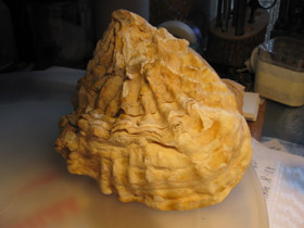 Смотреть фото Устрицы Фото Устрицы