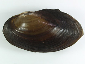 Смотреть фото Унионидообразные Фото Унионидообразные