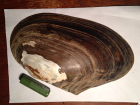 Смотреть фото Унионидообразные Фото Унионидообразные