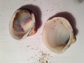 Смотреть фото Глицимериды Фото Глицимериды