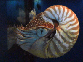 Смотреть фото Наутилоидовые Фото Наутилоидовые