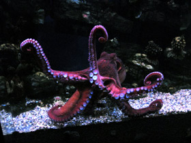 Смотреть фото Осьминог Дофлейна Фото Осьминог Дофлейна