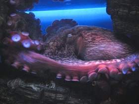 Смотреть фото Осьминог Дофлейна Фото Осьминог Дофлейна