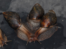 Фото Ахатиниды