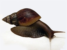 Фото Ахатиниды